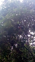 Aves