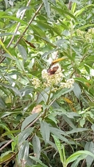 Lepidoptera