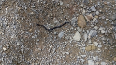 Erythrolamprus epinephalus pseudocobella