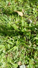 Erythrolamprus epinephalus pseudocobella