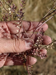Lepidium virginicum menziesii