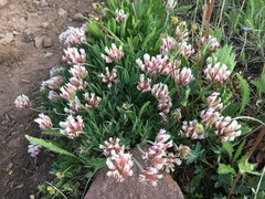Trifolium dasyphyllum