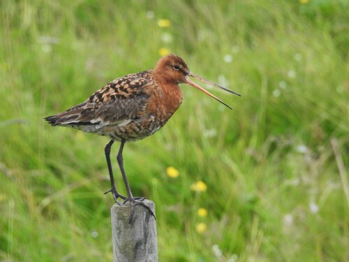 Aguja colinegra (Limosa limosa)