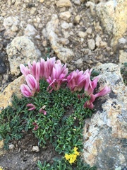 Trifolium nanum