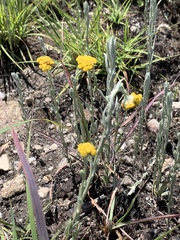 Helichrysum aureonitens
