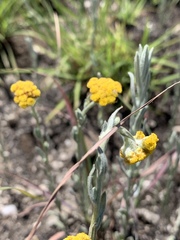 Helichrysum aureonitens