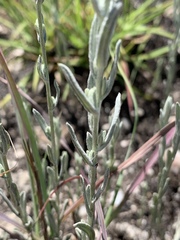 Helichrysum aureonitens