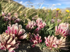 Trifolium dasyphyllum