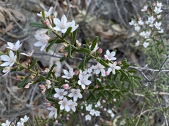 Philotheca hispidula