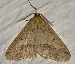 Erannis tiliaria