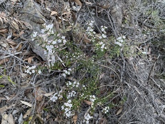 Philotheca hispidula