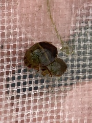 Naucoridae