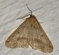 Erannis tiliaria