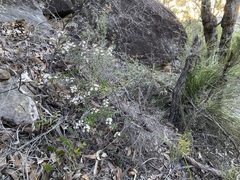 Philotheca hispidula