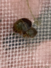 Naucoridae