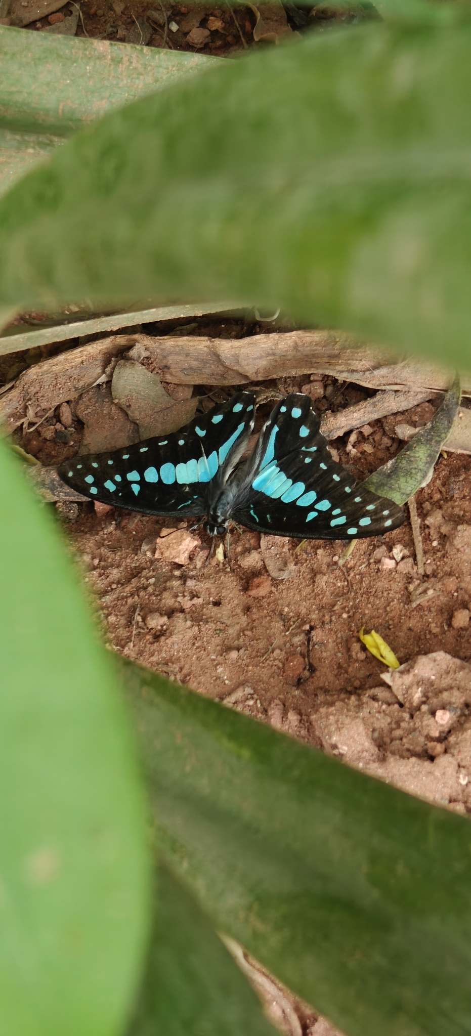 Common Jay