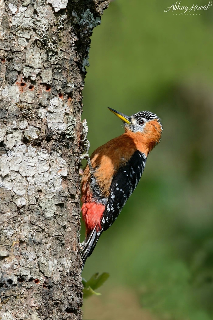Rufous-Bellied Woodpecker
