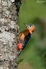 Dendrocopos hyperythrus