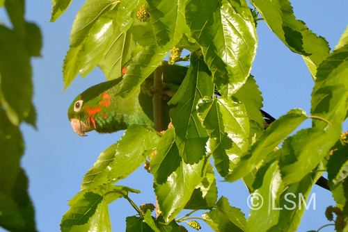 White-eyed Parakeet (Psittacara leucophthalmus), photo 8