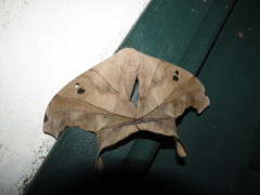 Dysdaemonia brasiliensis