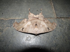 Dysdaemonia brasiliensis