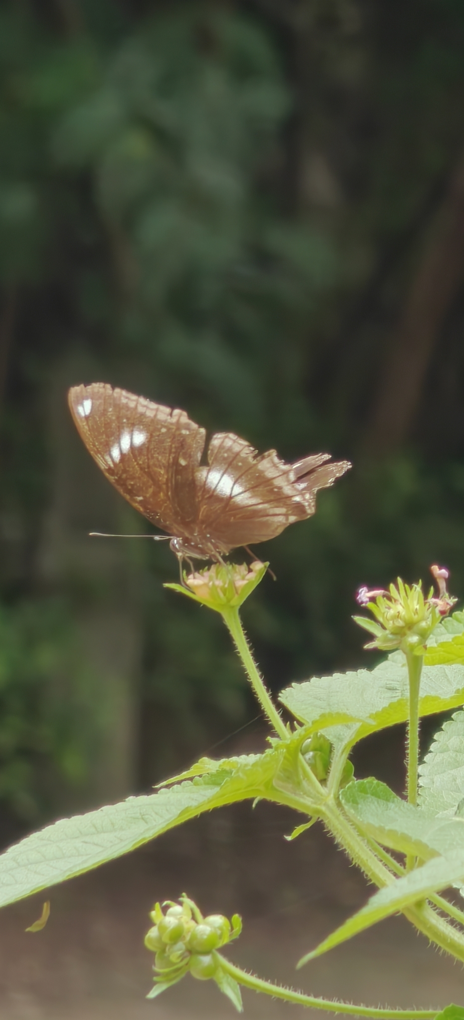 Great Eggfly