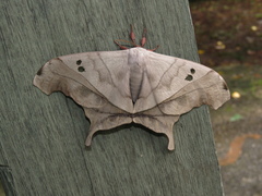 Dysdaemonia brasiliensis