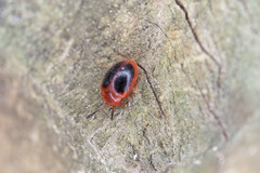 Stenotarsus hispidus