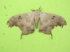 Dysdaemonia brasiliensis