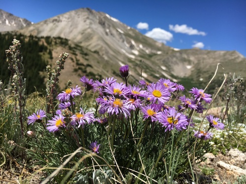 Image of Erigeron pinnatisectus by (c) Matt Berger, some rights reserved (CC BY)