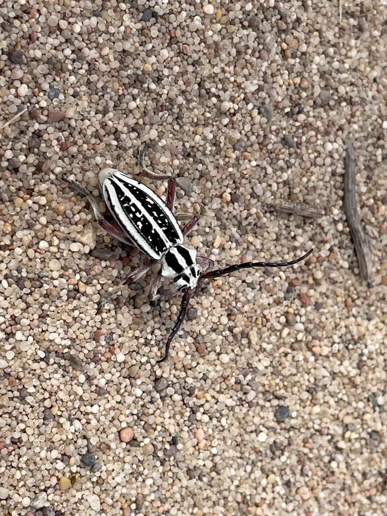 Dorcadion irinae