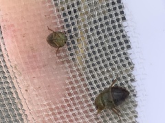 Pelocoris biimpressus shoshone