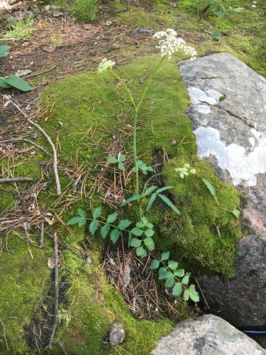 Wagon Loop Trail