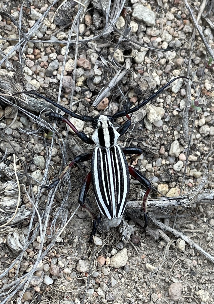 Politodorcadion archarlense