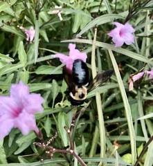 Ruellia simplex