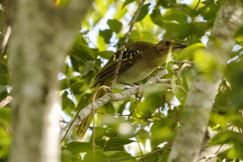 Eastern Nicator (Nicator gularis), photo 3