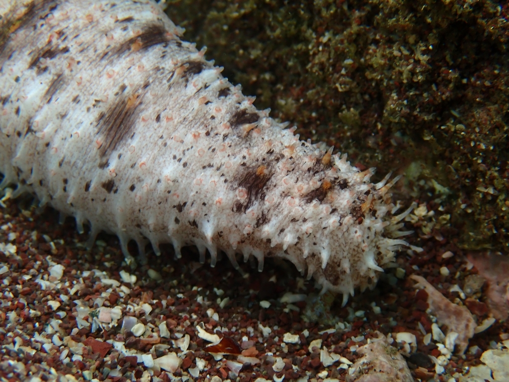Holothuria zihuatanensis