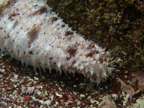 Holothuria zihuatanensis
