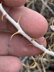 Tetradymia spinosa