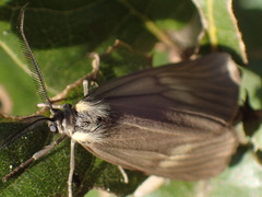 Phryganidia californica