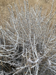 Tetradymia spinosa