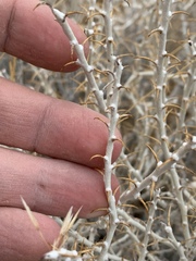 Tetradymia spinosa