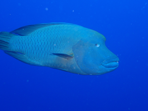 Humphead Wrasse