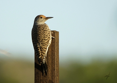 Gilded Flicker photo 4