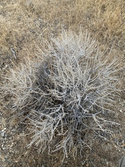 Tetradymia spinosa
