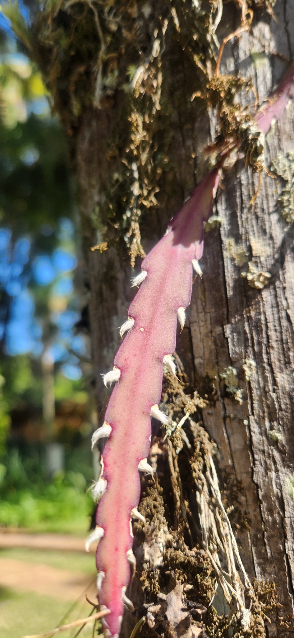 Lepismium cruciforme