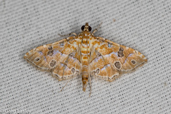 Ommatospila narcaeusalis