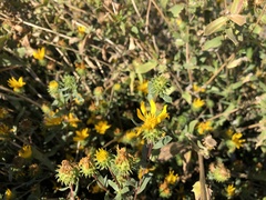Grindelia nana
