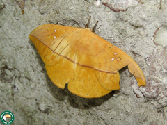 Lonomia obliqua