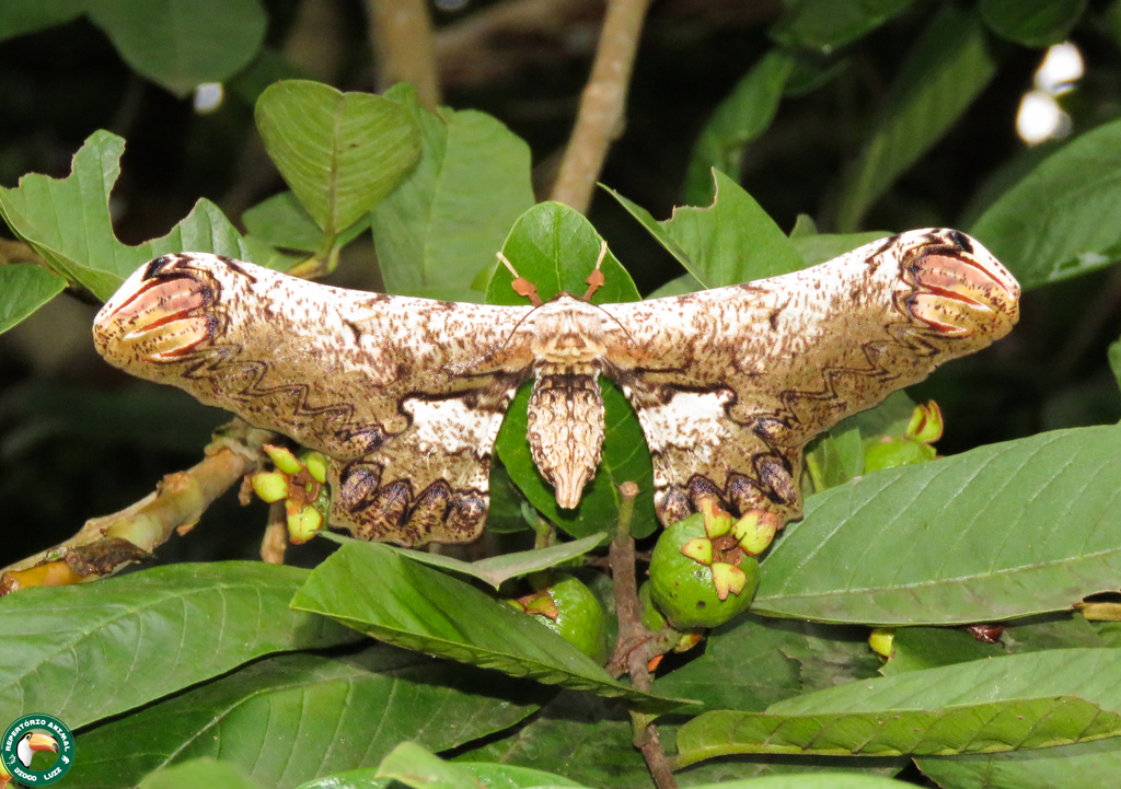 Loxolomia serpentina